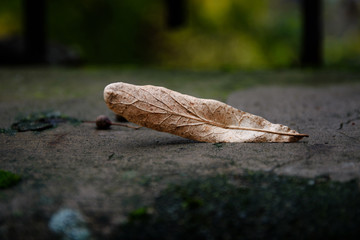 Autumn Leaf Fallen On The Ground