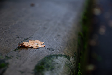 Autumn Leaf Fallen On The Ground