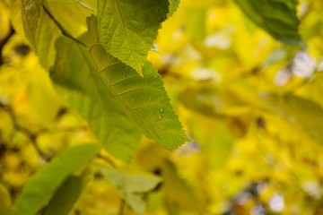 Close-Up Of Autumn Leaves Hanging From Branch Of Tree