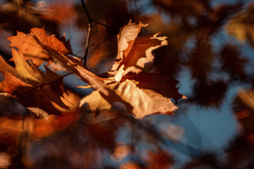 Close-Up Of Autumn Maple Leaves Hanging From Branch Of Tree