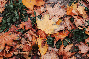 Autumn Leaves On The Ground