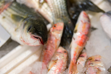 Close-Up Of Freshly Caught European Sea Bass Or Dicentrarchus Labrax On Ice For Sale In The Greek Fish Market