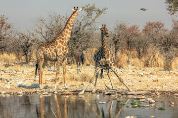 two giraffes drinking at pool in Namibian savannah of Etosha National Park, dry season in Namibia, Africa