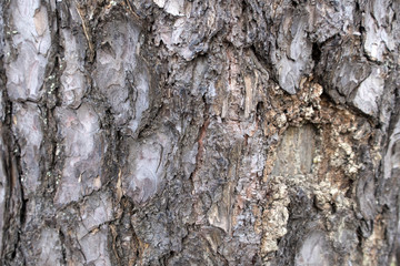 background, brown bark texture
