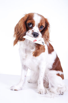 Trained dog with cards. Beautiful friendly cavalier king charles spaniel dog. Purebred canine trained dog puppy. Blenheim spaniel dog puppy. Cute.