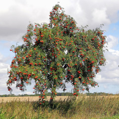 Rowan at roadside, Sorbus aucuparia