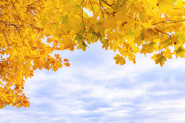 Fragment of a yellow autumn foliage against a cloud sky