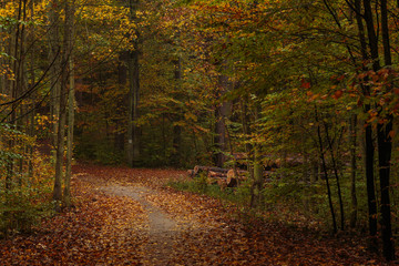 Forest path on a rainy autumn day in the Tricity Landscape Park, Gdansk, Poland