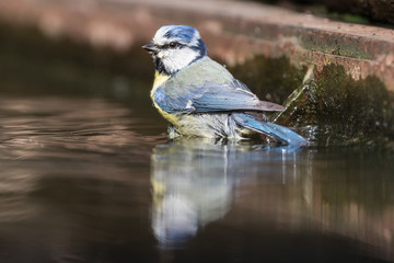 Blue tit