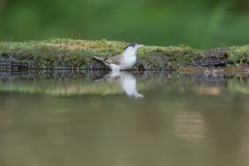 Eurasian blackcap