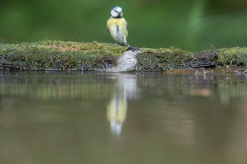 Blue tit