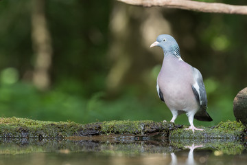 Common wood pigeon