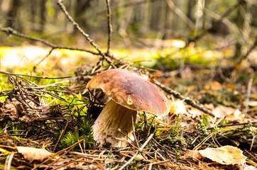Mushrooms in a clearing in an autumn mushroom forest. Search for mushrooms in the forest. Picking mushrooms.