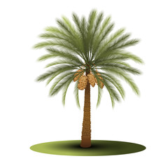 Obraz premium palm tree with green leaves and dates