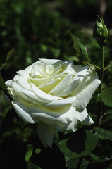 White single rose