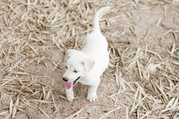 Small dog on the ground.