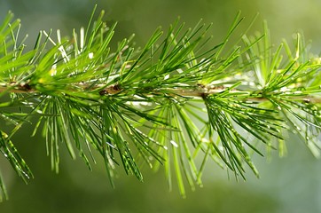 L&auml;rche Close-up, Ast, Baum