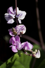 Magical pea. The bee attracted by the scent of the flower.