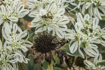 Life and death. Beauty and strength, but also the passage of life.