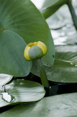 Unopened flower lollipop. The large leaves around the flower water.