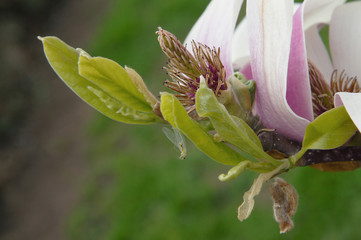 A big, purple flower that arouses pleasant emotions.