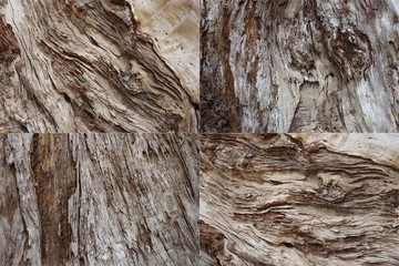 Collage 4 collection of wood bark colver tree