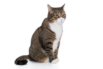 Portrait of a serious grey cat