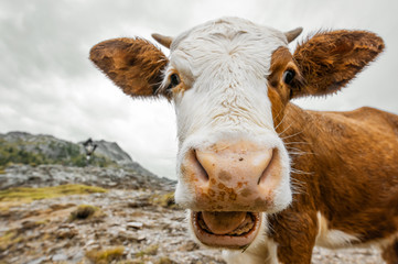 wide angle cow portrait - alps in South Tyrol - Staller Sattel - Austria - 181331846