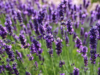 Lavender Flower Summer Field in Perspective Closeup