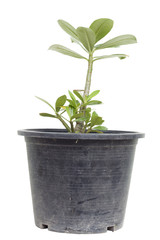 Small Adenium Flower in black pot on white background.