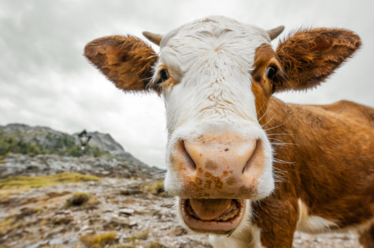 wide angle cow portrait - alps in South Tyrol - Staller Sattel - Austria
