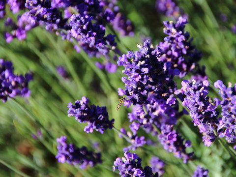 Lavender Flower  Field  Closeup with Flying Wasp