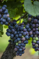 fresh blue grapes 