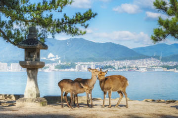 Deer on the island Itsukushima. Miyajima, Hiroshima, Japan