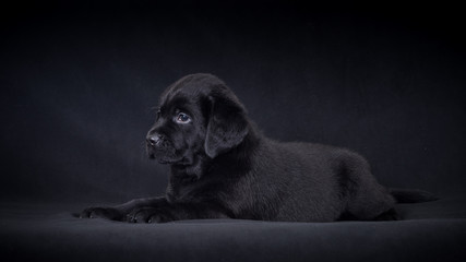 labrador