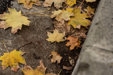 Autumn Leaves On The Ground By Curb Of City Street