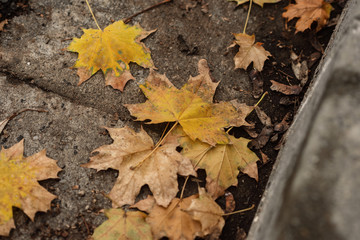 Autumn Leaves On The Ground By Curb Of City Street