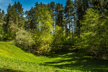A beautiful forest in sunny day