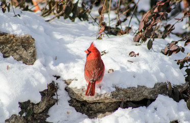 Obraz premium Cardinal in the Snow