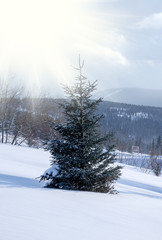 Majestic white spruces glowing by sunlight on the snowy mountain top in winter