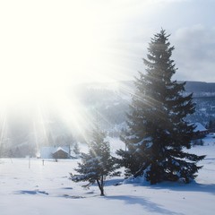 Majestic white spruces glowing by sunlight on the snowy mountain top in winter