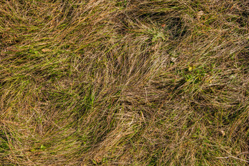 Abstract background of autumn grass. Nature. Green and yellow