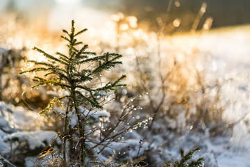 little tree with dewdrops