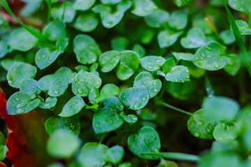 green plants. dew. background