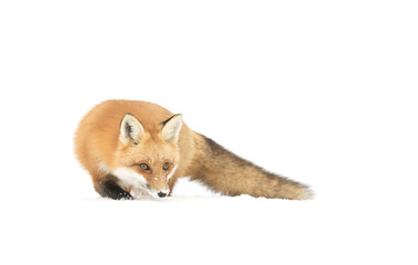 Red fox (Vulpes vulpes) isolated on a white background with bushy tail walking through the snow in Algonquin Park in Canada