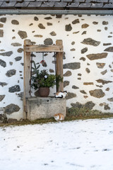 cats on old well at farm