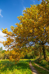 Naklejka premium herbstfarbener baum