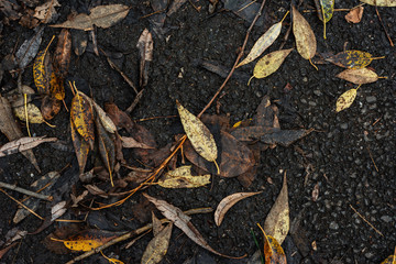 Autumn Leaves On The Asphalt Concrete Pavement