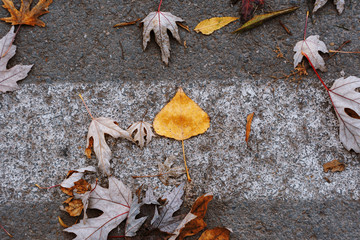 Autumn Leaves On The Asphalt Concrete Pavement