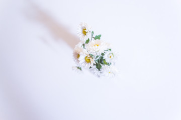 Fototapeta na wymiar White flowers on a white wooden background.